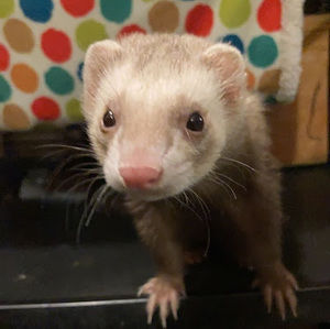 Meet your Posher, Carly